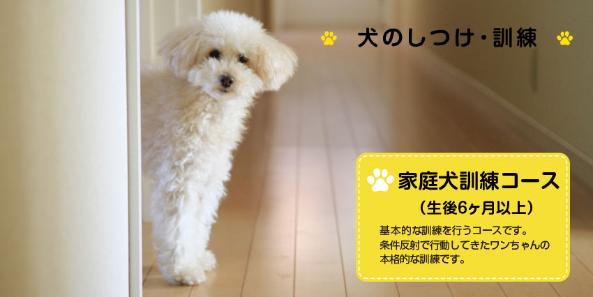 犬のしつけ・訓練　家庭犬訓練コース